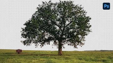 How to Cut Out Trees in Photoshop (QUICK & EASY)