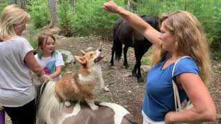 CUTE CORGI  performing tricks on horseback by Corgi Bliss 621 views 3 years ago 16 seconds