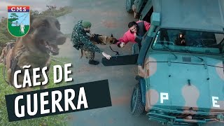 Soldado britânico deve ser condecorado por salvar cão do exército