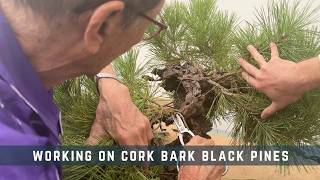 Working On Cork Bark Black Pines