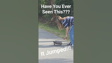My Daughter Helped a Gopher Tortoise Cross the Road… Then THIS Happened! #TURTLEPOWER