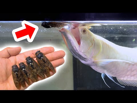 腹ペコのアロワナの目の前に大量のセミを落とした結果・・・！