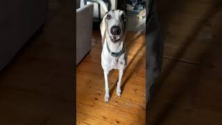 When your greyhound wants to go for a walk