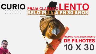 curio canto classico LENTO | praia classico selo prata fh 30 anos LENTO, TREINO DIARIO PARDO