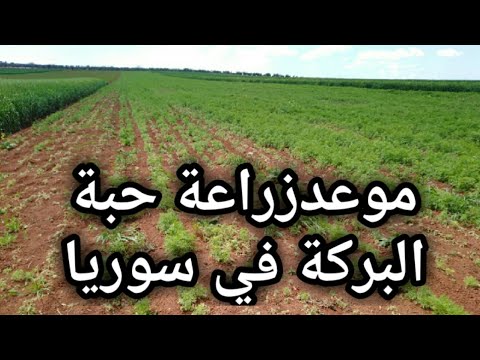 موعد زراعة حبة البركة