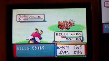 shiny zigzagoon keeps it calm, cool, and collected on my pokemon japanese sapphire version