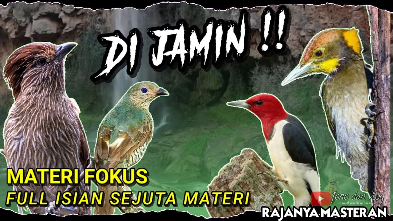 SAYA KASIH YANG SPESIAL !! MASTERAN BURUNG FULL ISIAN
