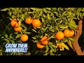 Tips For Growing Citrus Trees In Cold Climates
