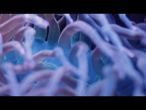 Ocean Odyssey | Shot on CinePI