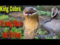 10 Phút Căng Thẳng Cuộc Chiến Với Ông Vua Loài Rắn To Nhất Thế Giới, King Cobra| SBATVC