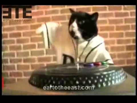 Cat DJ, NY Hip-Hop Cat