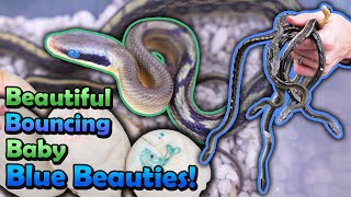 Even More Blue Beauties Hatching?