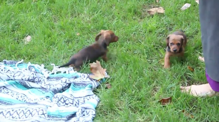 Dachshund puppies for sale oklahoma under $500