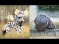 The Cutest Wild Baby Animals That Will Make You Go Aww