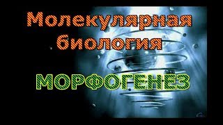 Молекулярная биология. Морфогенез