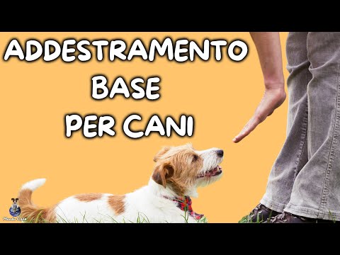 Video: Chiedi a un addestratore di cani: qual è la migliore imbracatura per un cane che tira?