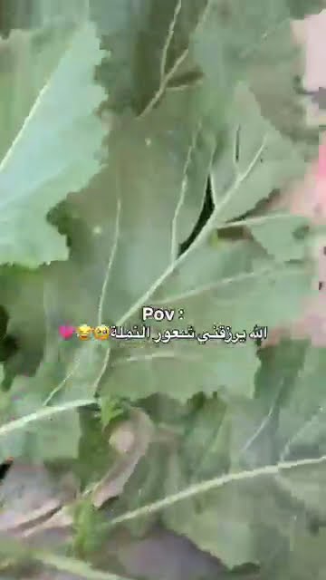 https://www.youtube.com/@معنها