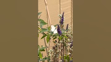 White butterfly #youtubeshorts #youtube #yt #nature #butterfly #insects #bugs #wildlife #garden #bug