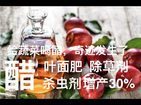 给菜园喝醋，奇迹发生了。蚂蚁没了  虫害没了  蔬菜增产30%。醋的十种妙用。