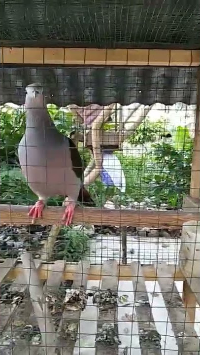 BURUNG PERGAM HARGA MAHAL GACOR