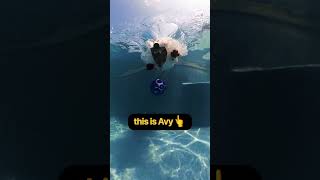 Pure Joy of Shooting Dogs Underwater #shorts