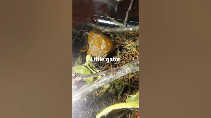 Lizard life...