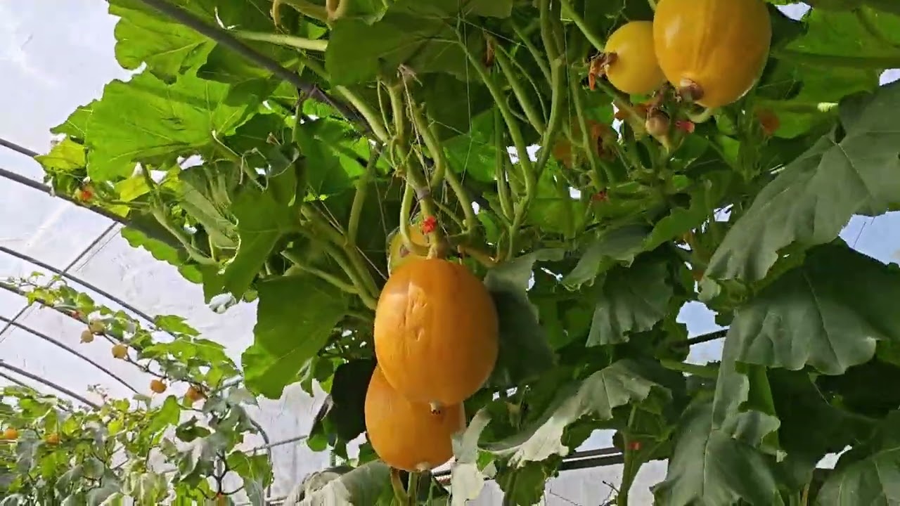 2026屏東熱帶博覽會現況