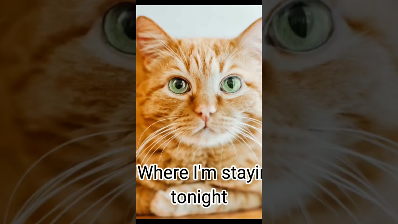 fennec fox theriannnnn 