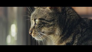 【YKK AP公式】窓と猫の物語 「Wait at home」篇 60秒