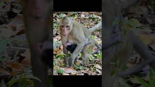 Adorable newborn monkey 8 . #monkey #babymonkey #animals