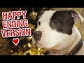 Staffordshire Bull Terrier Christmas Advert 2020 | Happy Ending Version | Don't Let Me Go