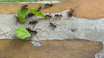O que é bom para acabar com formiga cortadeira?