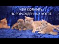 КАК ВЫКОРМИТЬ НОВОРОЖДЕННОГО КОТЕНКА? КАК КОРМИТЬ КОТЕНКА БЕЗ МАМЫ КОШКИ...