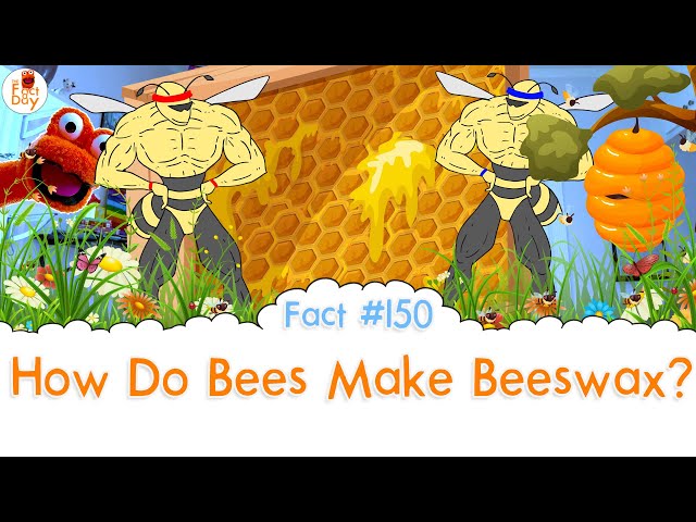 How Do Honey Bees Make Beeswax?