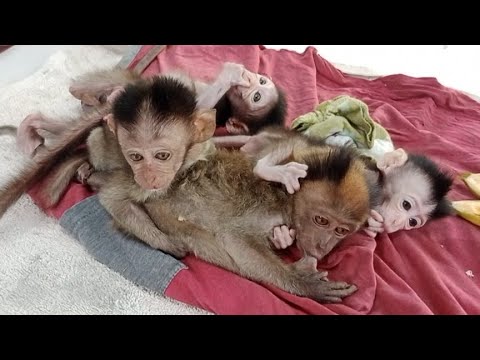 Pipy becomes the caregiver for three cute and adorable baby monkeys ...