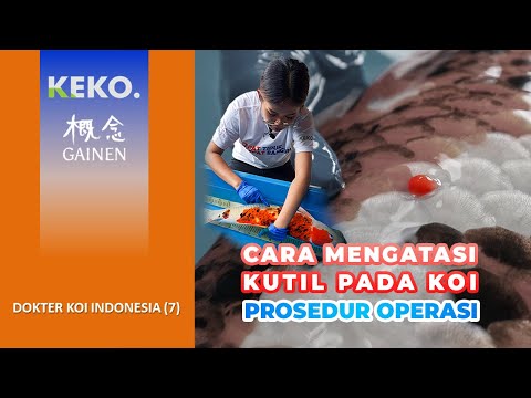 Video: Fakta Kadal Berbintik Kuning