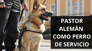 Pastor Alemán Como Perro De Servicio: Entrenamiento Y Habilidades by Pastor Alemán Y Amigos 1,795 views 1 year ago 4 minutes, 11 seconds