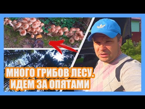 Опята в лесу. Когда собирать грибы осенью.