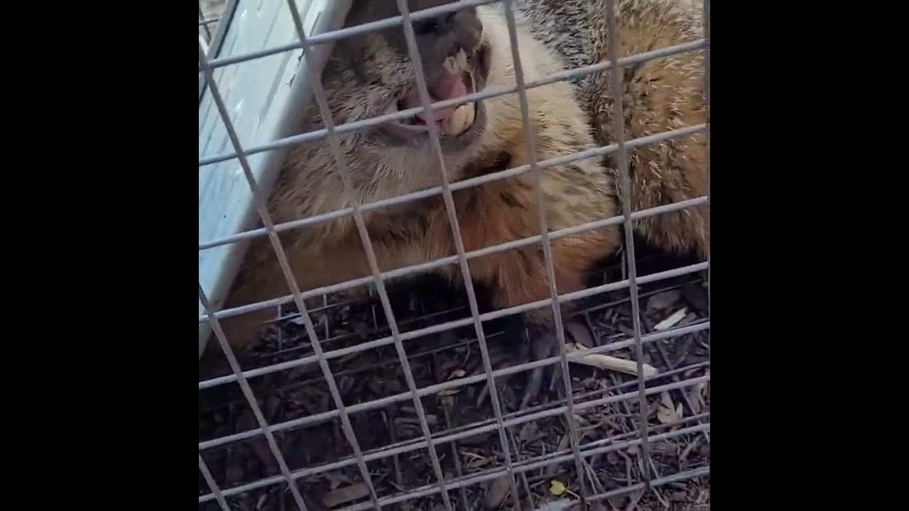 Groundhog yelling at me. shorts groundhog trapper trapping YouTube