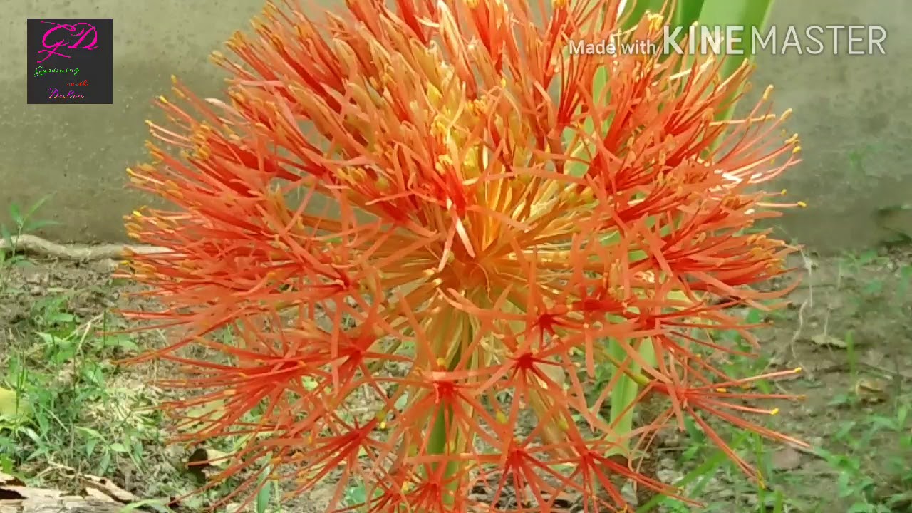 Football Lily care and tips YouTube