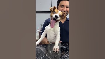 Thumbnail of dog laughing meme part 1 #tiktok #shortsvideo #shorts #dogs