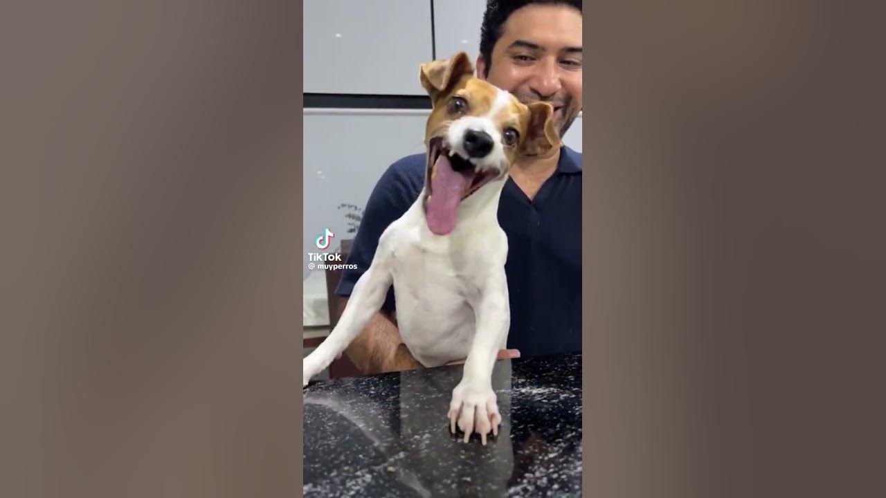 dog laughing meme part 1 #tiktok #shortsvideo #shorts #dogs