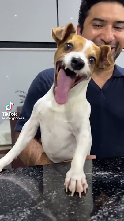 dog laughing meme part 1 #tiktok #shortsvideo #shorts #dogs