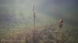 clip from first run with Chasing Dory underwater drone at Espergærde harbor.