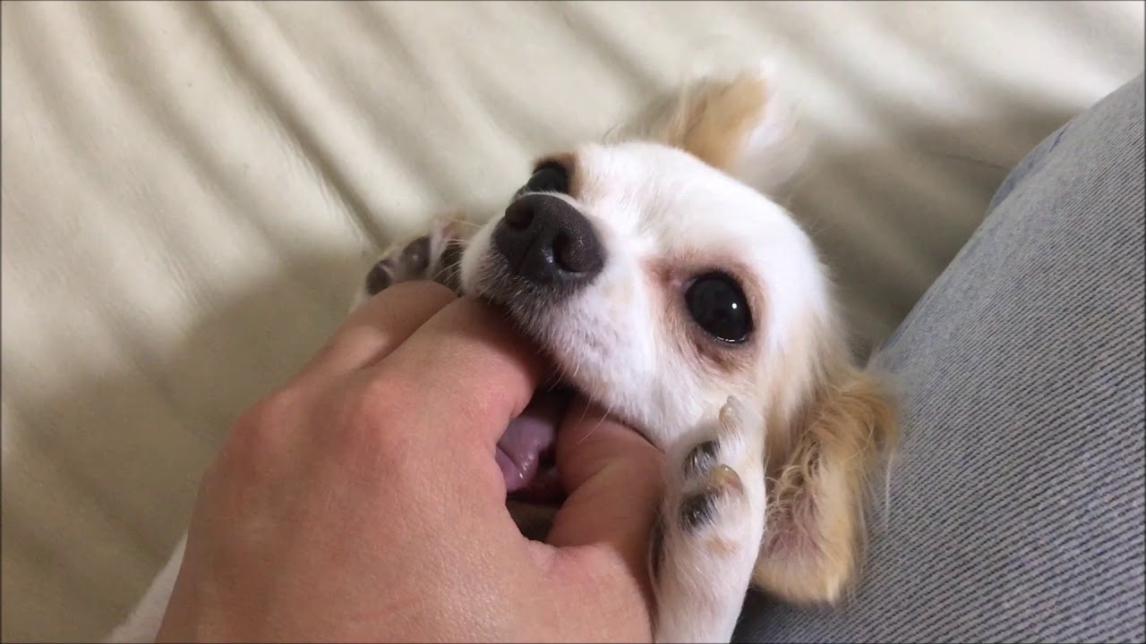 勢いで噛んできたチワワ犬にお仕置き　噛み癖【Chihuahua】Punishment