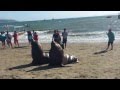 Lobos de mar visitan la playa de Tomé