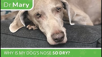 🐾 Dr. Mary: Why Is My Dog’s Nose So Dry?