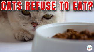 Why Do Cats REFUSE to Eat When There's Still Food in the Bowl?