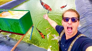 Yearly Koi Harvest -2 Big Koi Ponds Yearly Koi Harvest -2 Big Koi Ponds