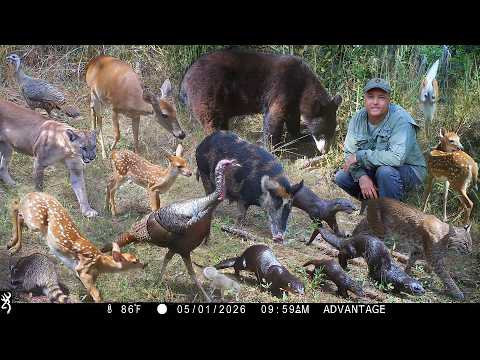 Tim Harrell - Browning Recon Force Elite HP5 Trail Camera Pickup